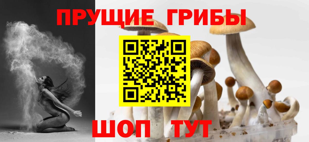 цена наркотик  Вход с VPN  Гусев  Псилоцибиновые грибы мицелий 
